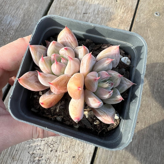 2008 Echeveria Beris