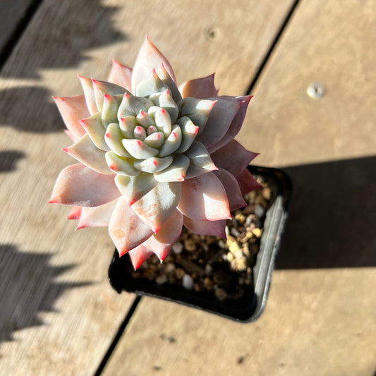 2008 Echeveria Blue Bird