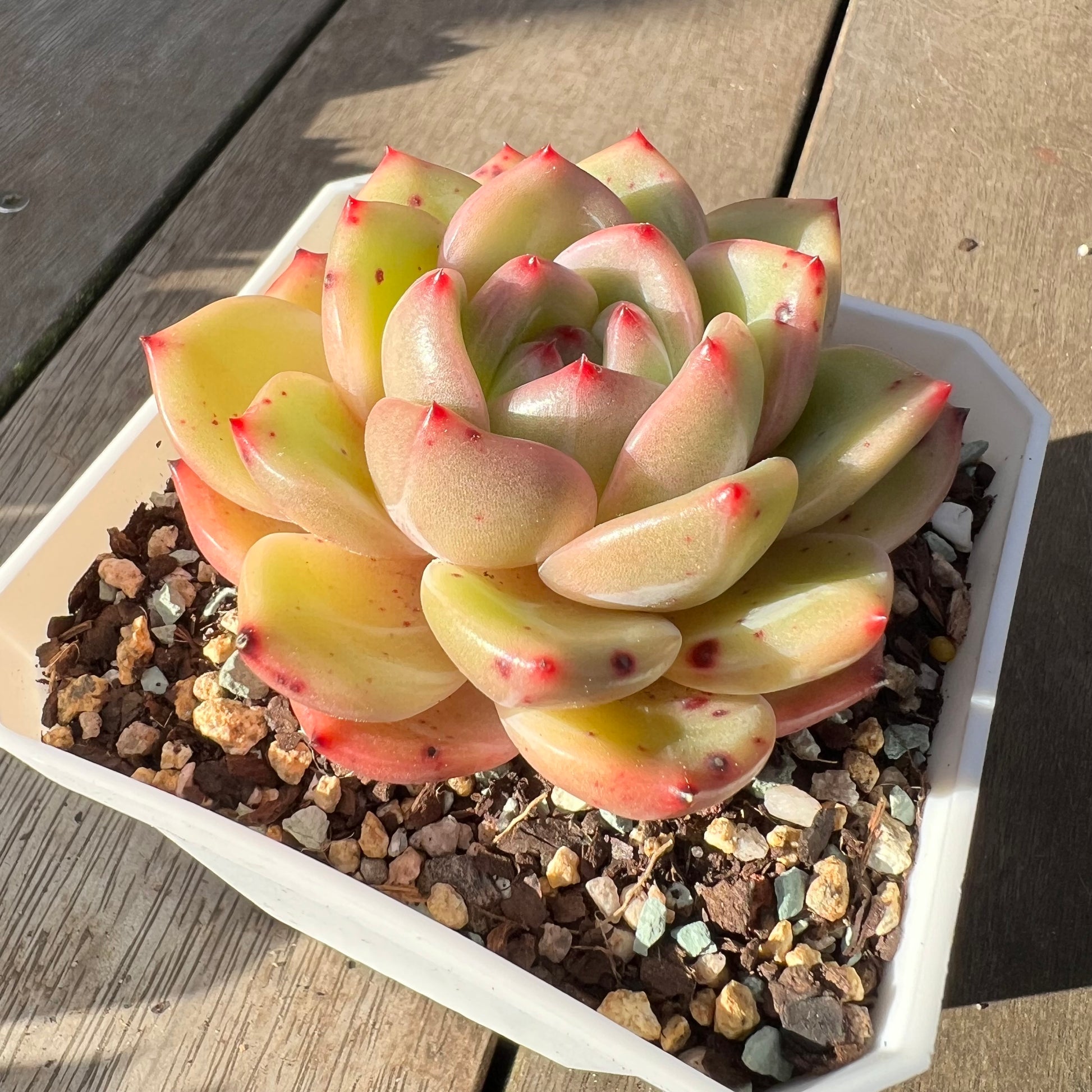 charlotte succulents 2008 Echeveria Charlotte / Shallot Champagne