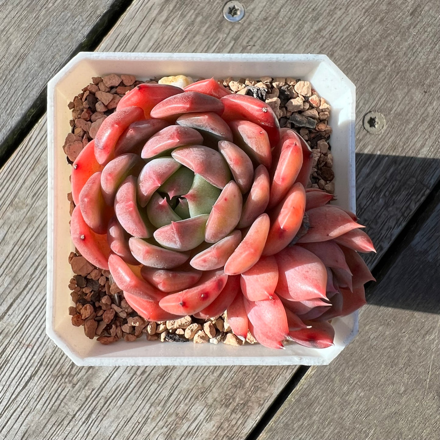 2008 Echeveria Chrome Hearts