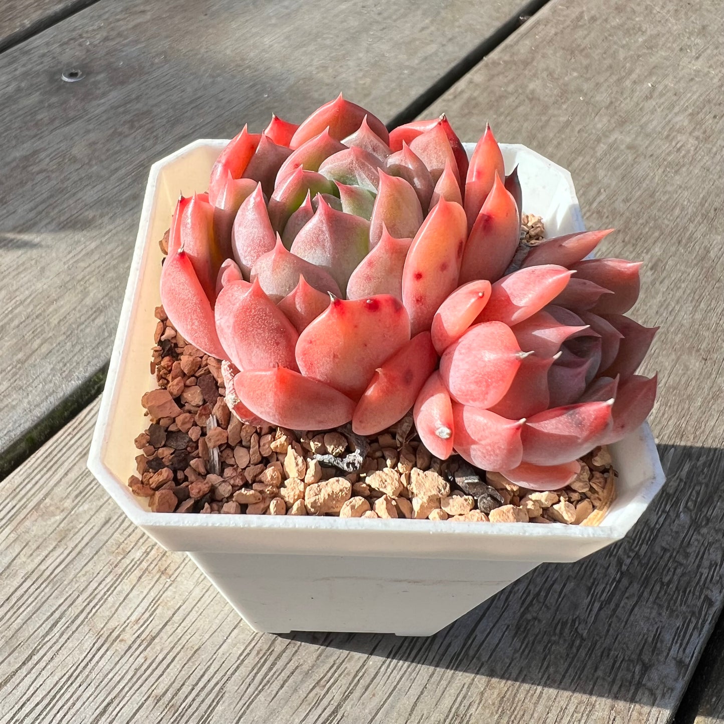 2008 Echeveria Chrome Hearts