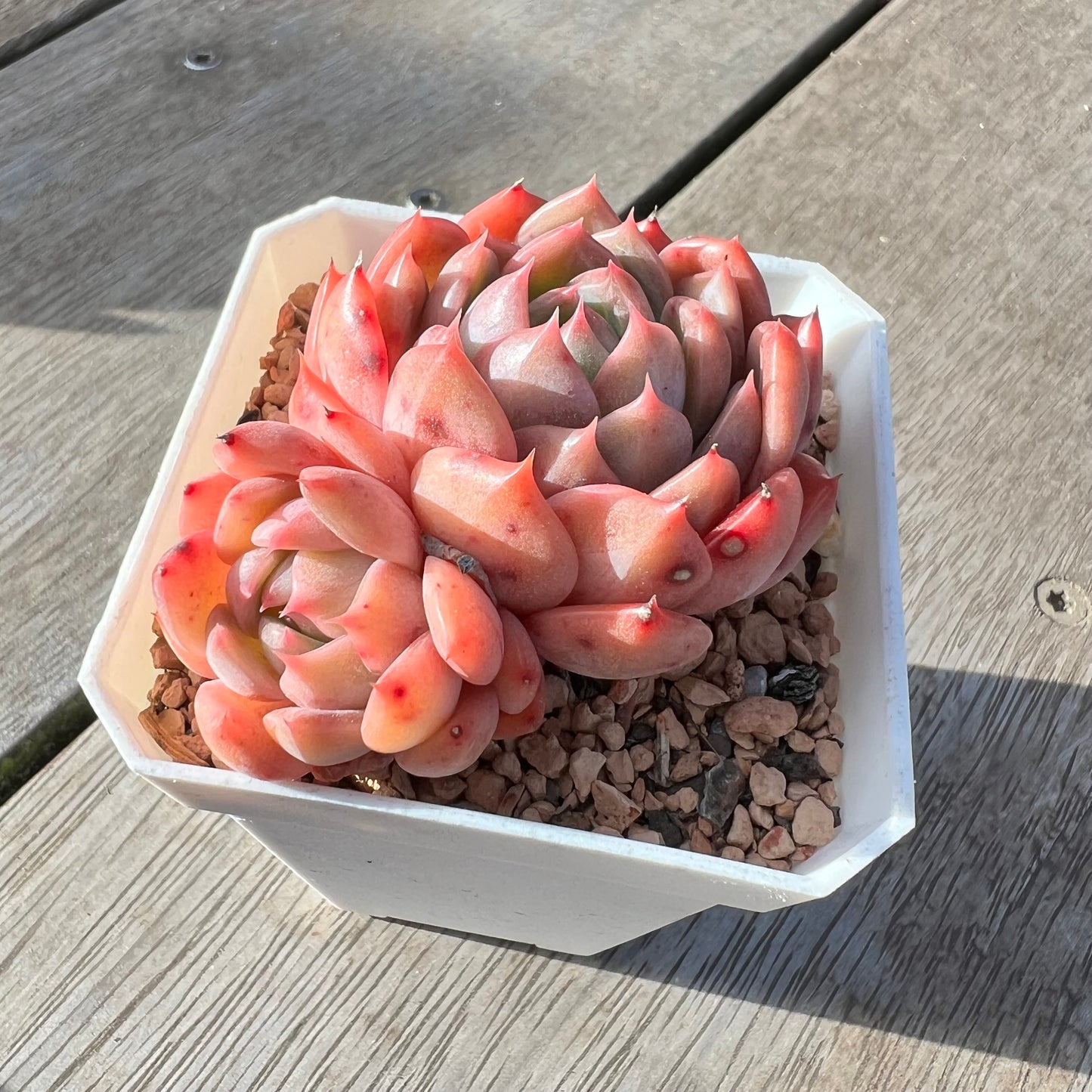 2008 Echeveria Chrome Hearts