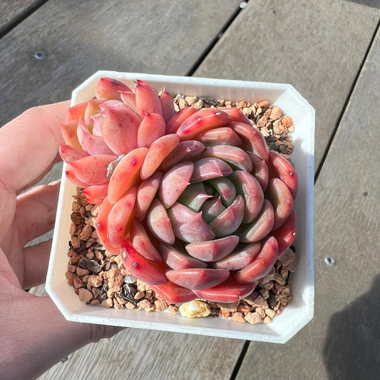 2008 Echeveria Chrome Hearts