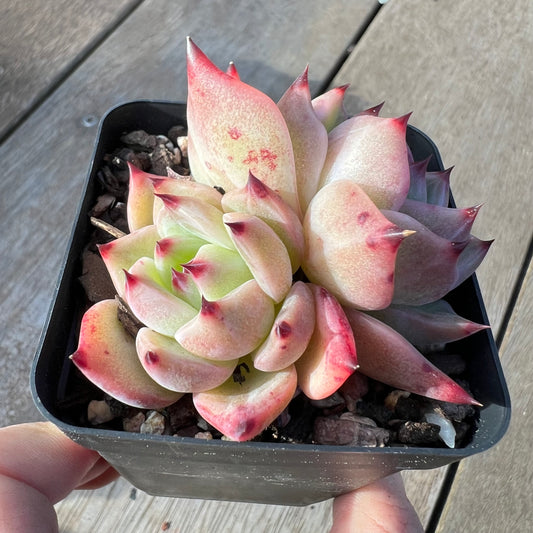 2008 Echeveria Fu Lola (double)