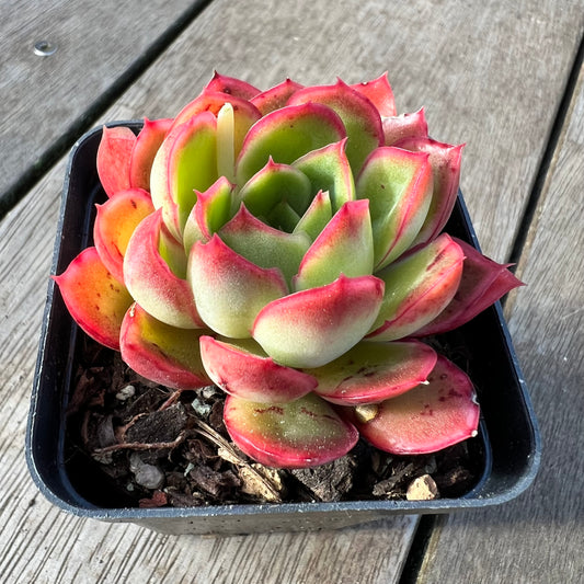 2008 Echeveria Ice Tea