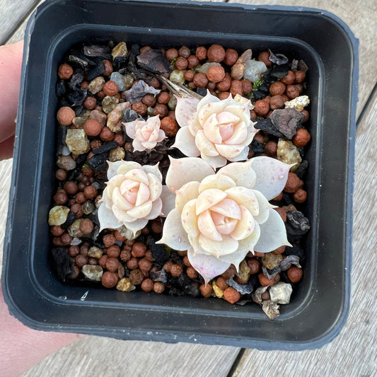 2008 Echeveria Lola (clump)