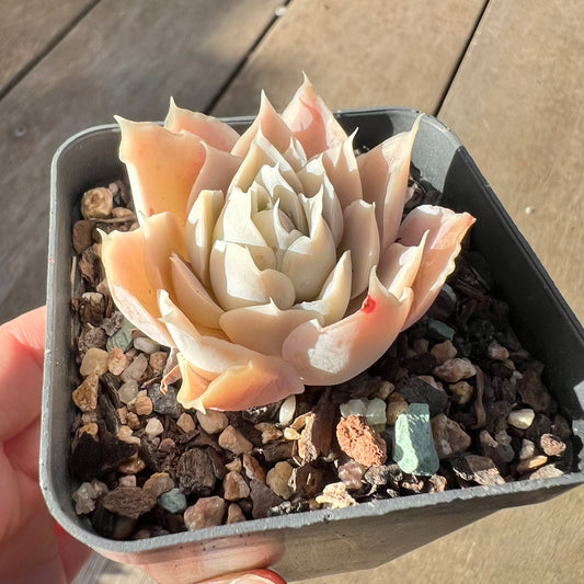 2008 Echeveria Lucy