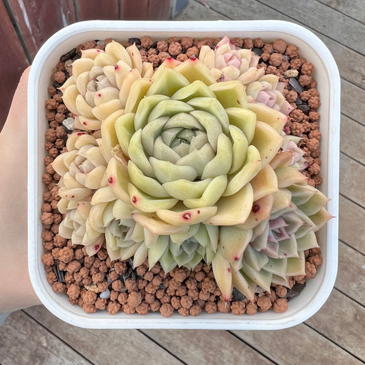 0403 Echeveria Malgan (Large Clump)