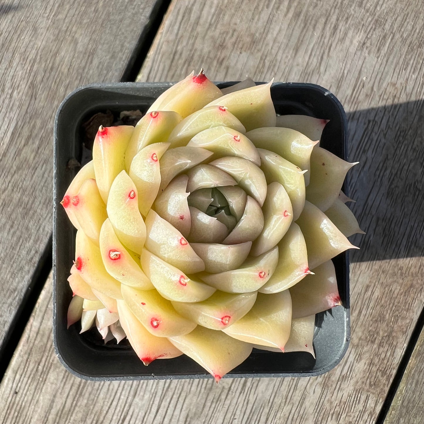 2008 Echeveria Malgan 'White Peach Blossom' - Korean Form