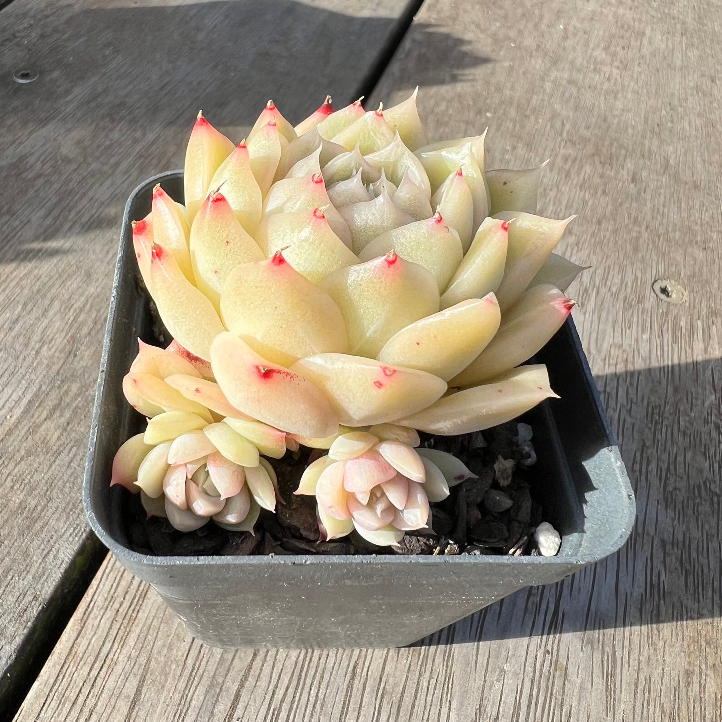 2008 Echeveria Malgan 'White Peach Blossom' - Korean Form