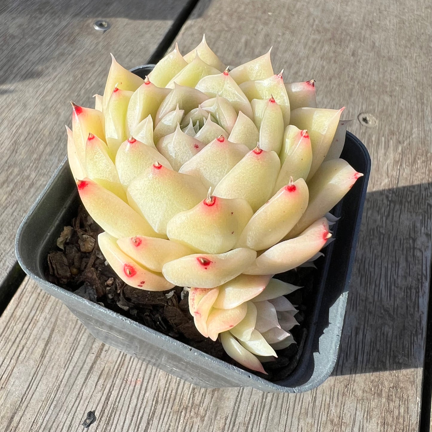 2008 Echeveria Malgan 'White Peach Blossom' - Korean Form