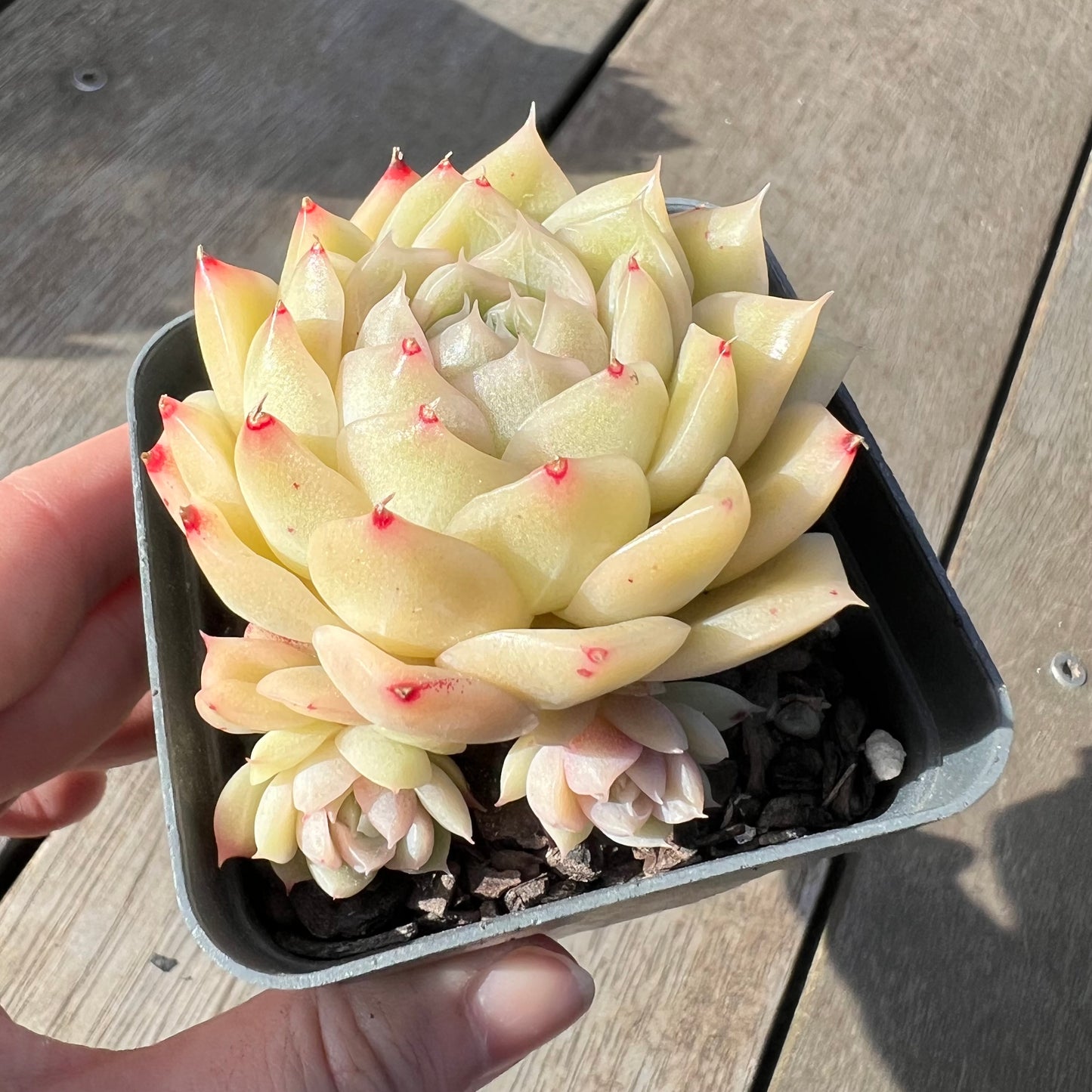 2008 Echeveria Malgan 'White Peach Blossom' - Korean Form