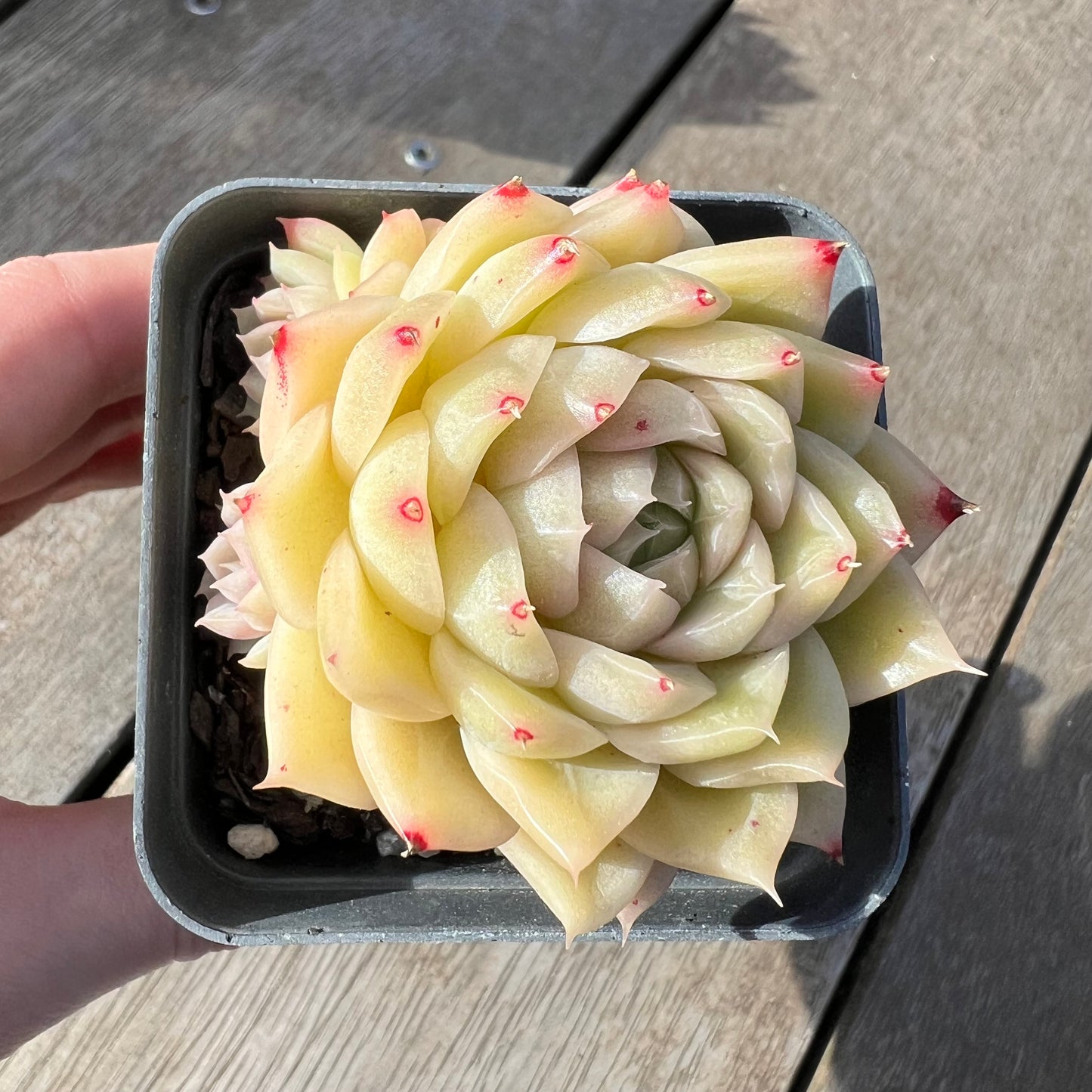 2008 Echeveria Malgan 'White Peach Blossom' - Korean Form