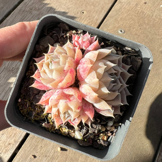 2008 Echeveria Pandora