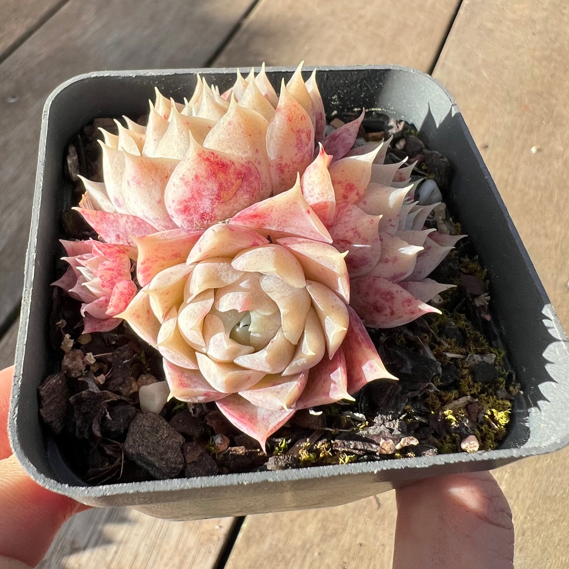 pandora succulent 2008 Echeveria Pandora