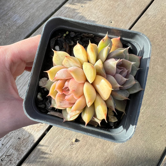 2008 Echeveria Pop Candy