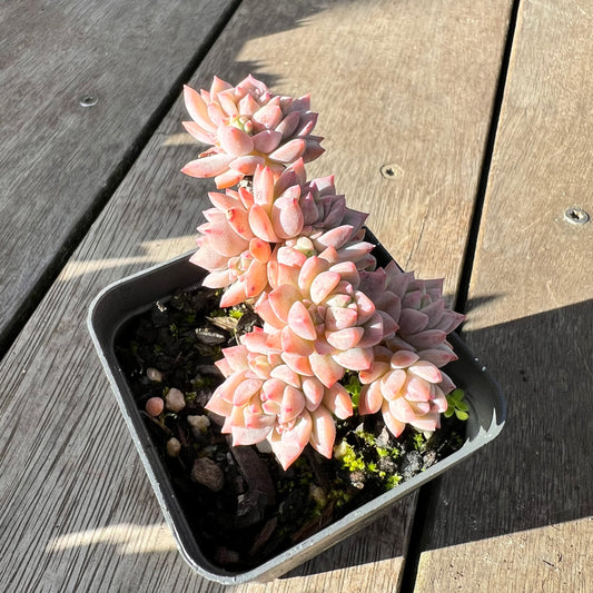 2008 Echeveria Prolifica