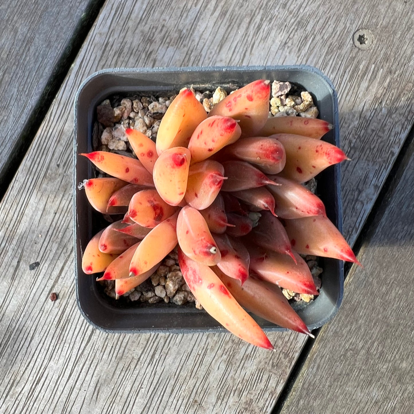 2008 Echeveria Psyche