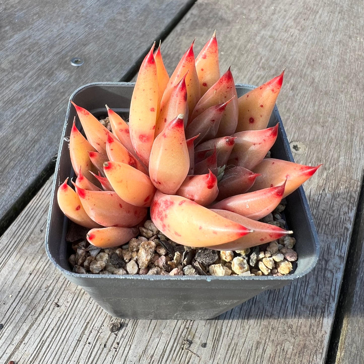 2008 Echeveria Psyche