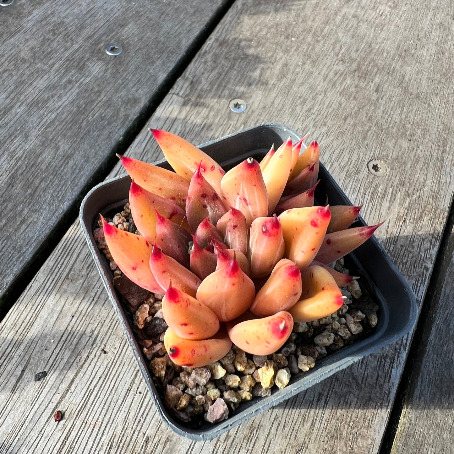 2008 Echeveria Psyche