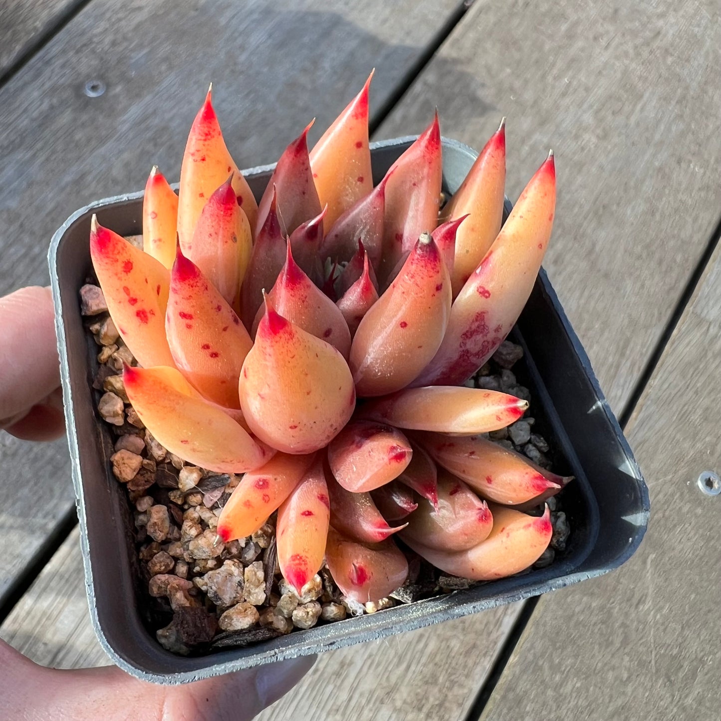 2008 Echeveria Psyche