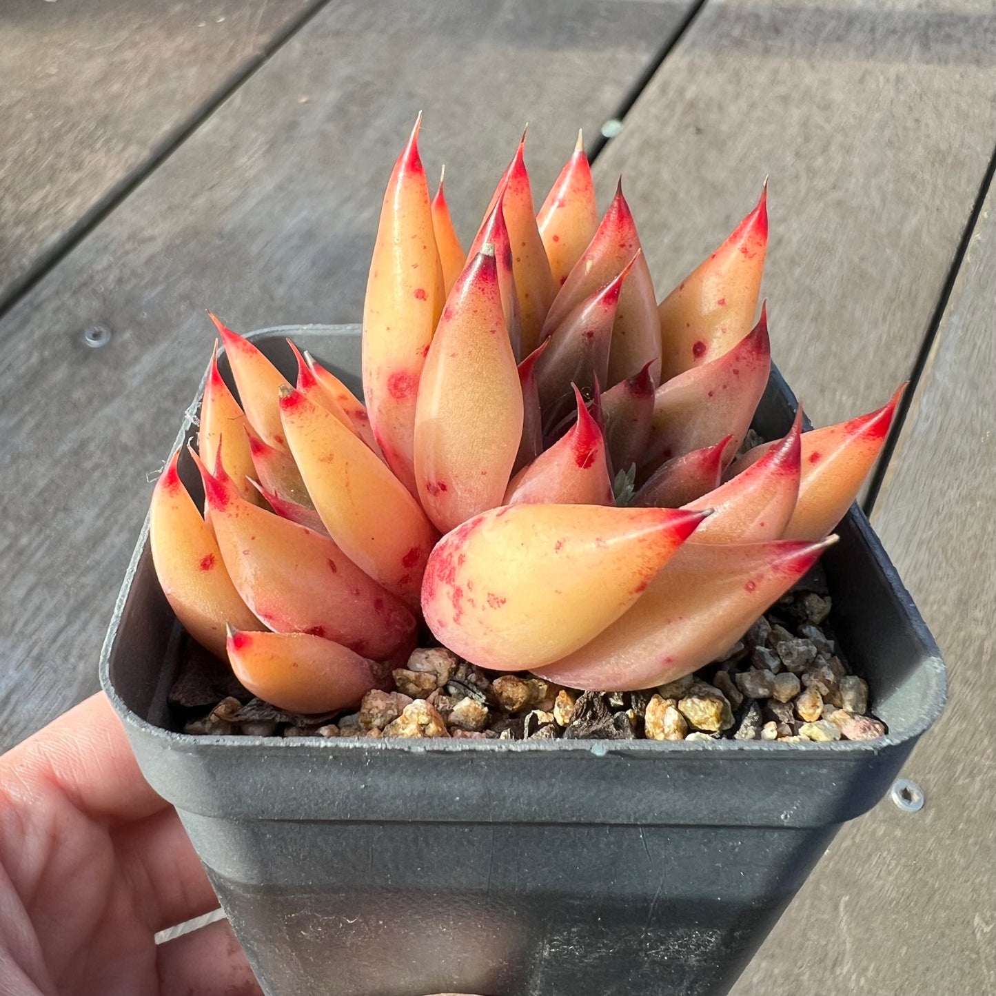 2008 Echeveria Psyche