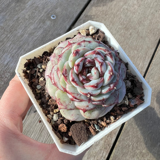 2008 Echeveria Red Velvet