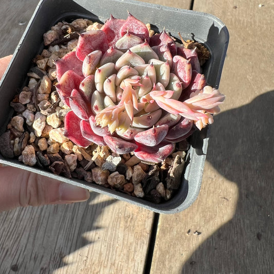 2008 Echeveria Sarahime Botan