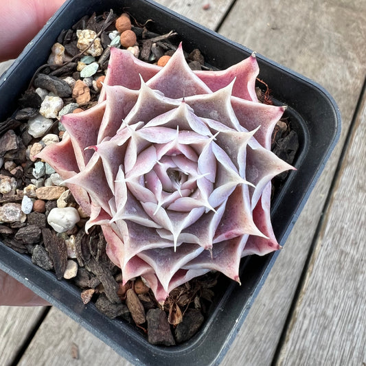 2008 Echeveria Simulans 'Stancy'