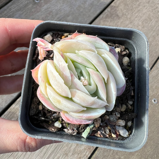 2008 Echeveria Sina