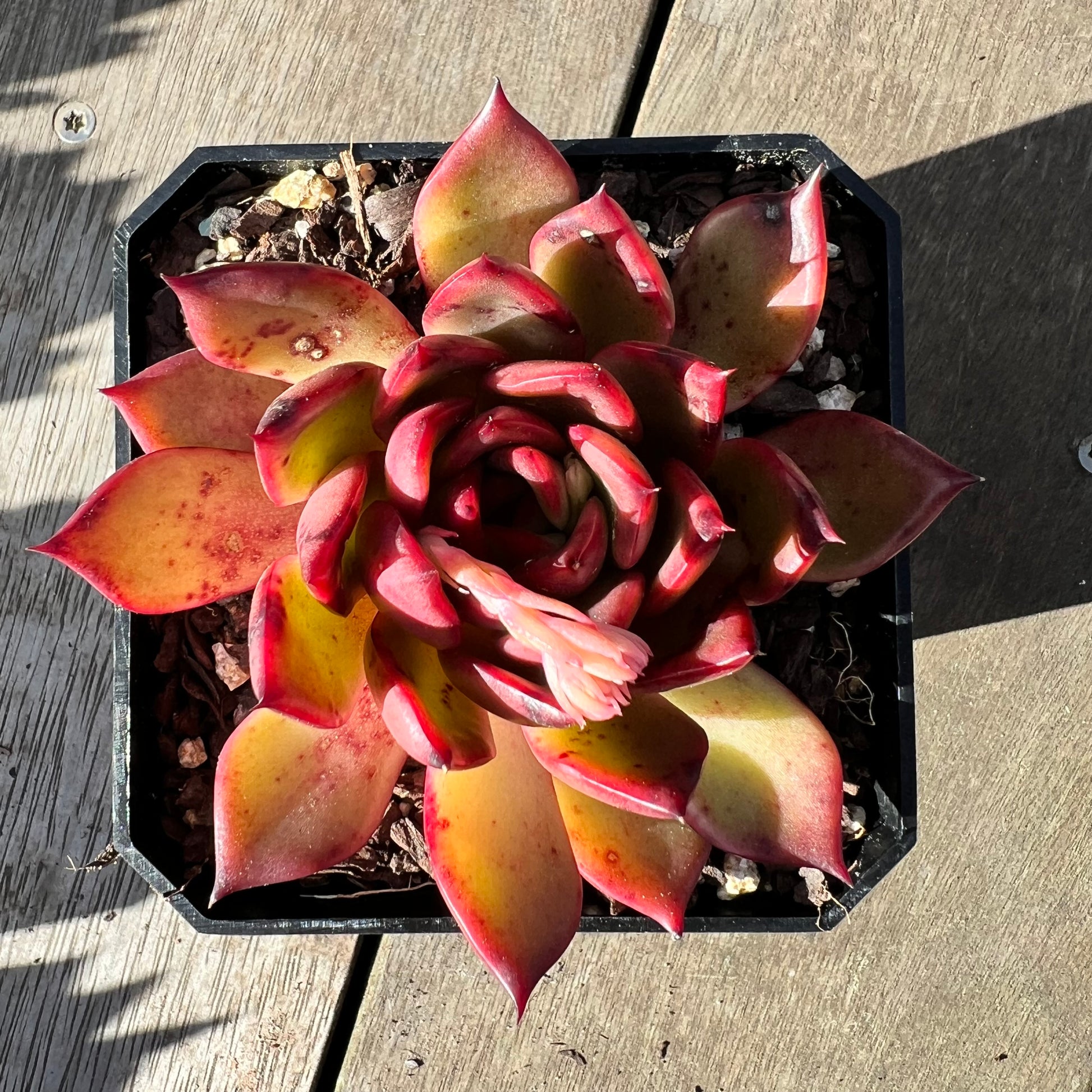 tequila sunrise succulent 2008 Echeveria Tequila Sunrise