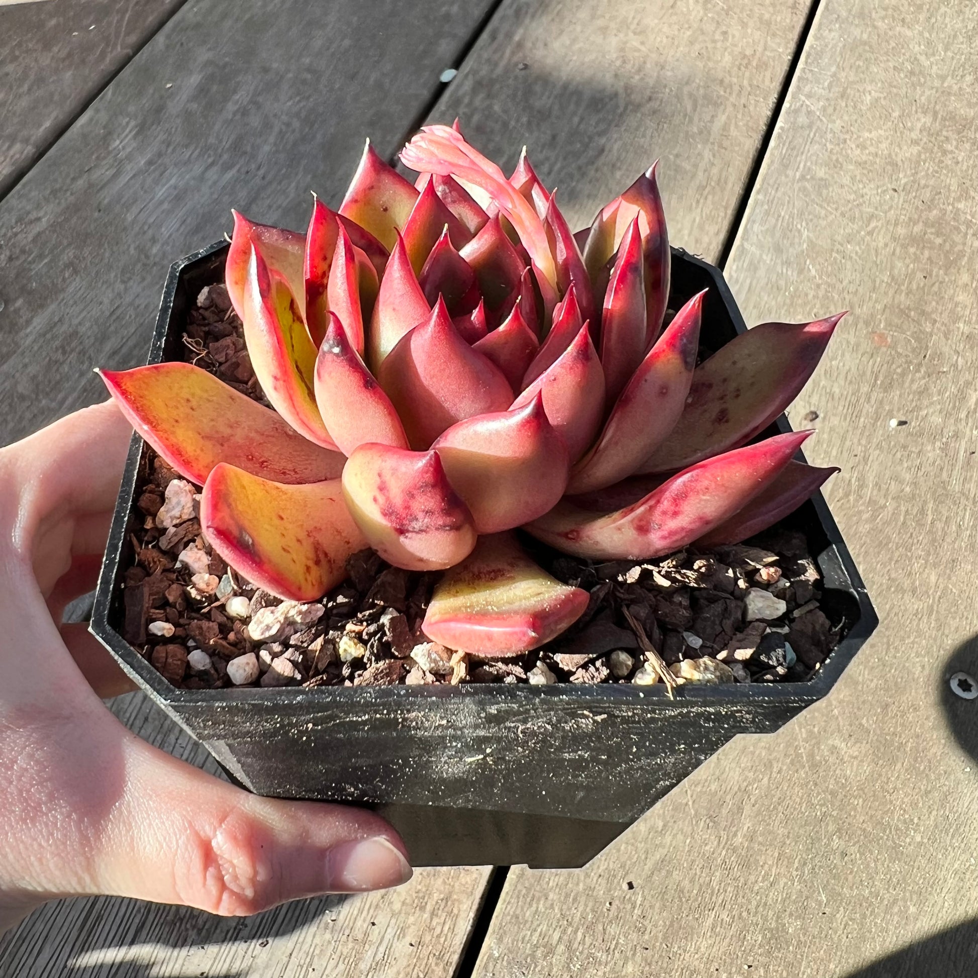 tequila sunrise succulent 2008 Echeveria Tequila Sunrise