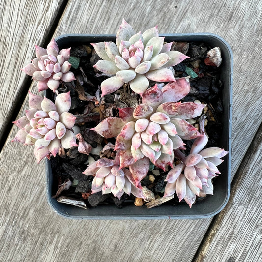 2008 Echeveria ‘Chrissy N Ryan’