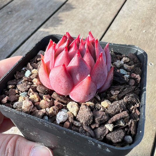 2008 Echeveria 'Lotus Lantern'