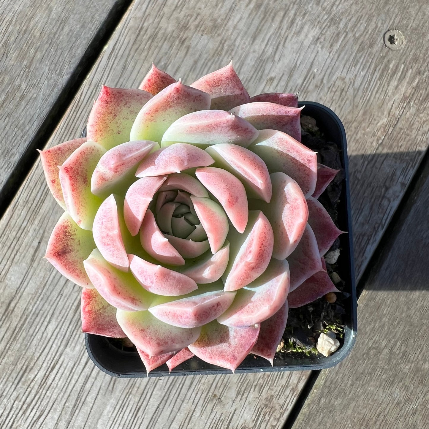 2008 Echeveria 'Strawberry Smoothie'