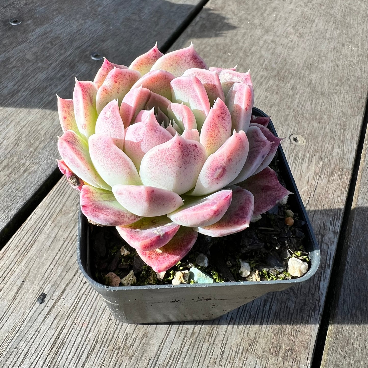 2008 Echeveria 'Strawberry Smoothie'