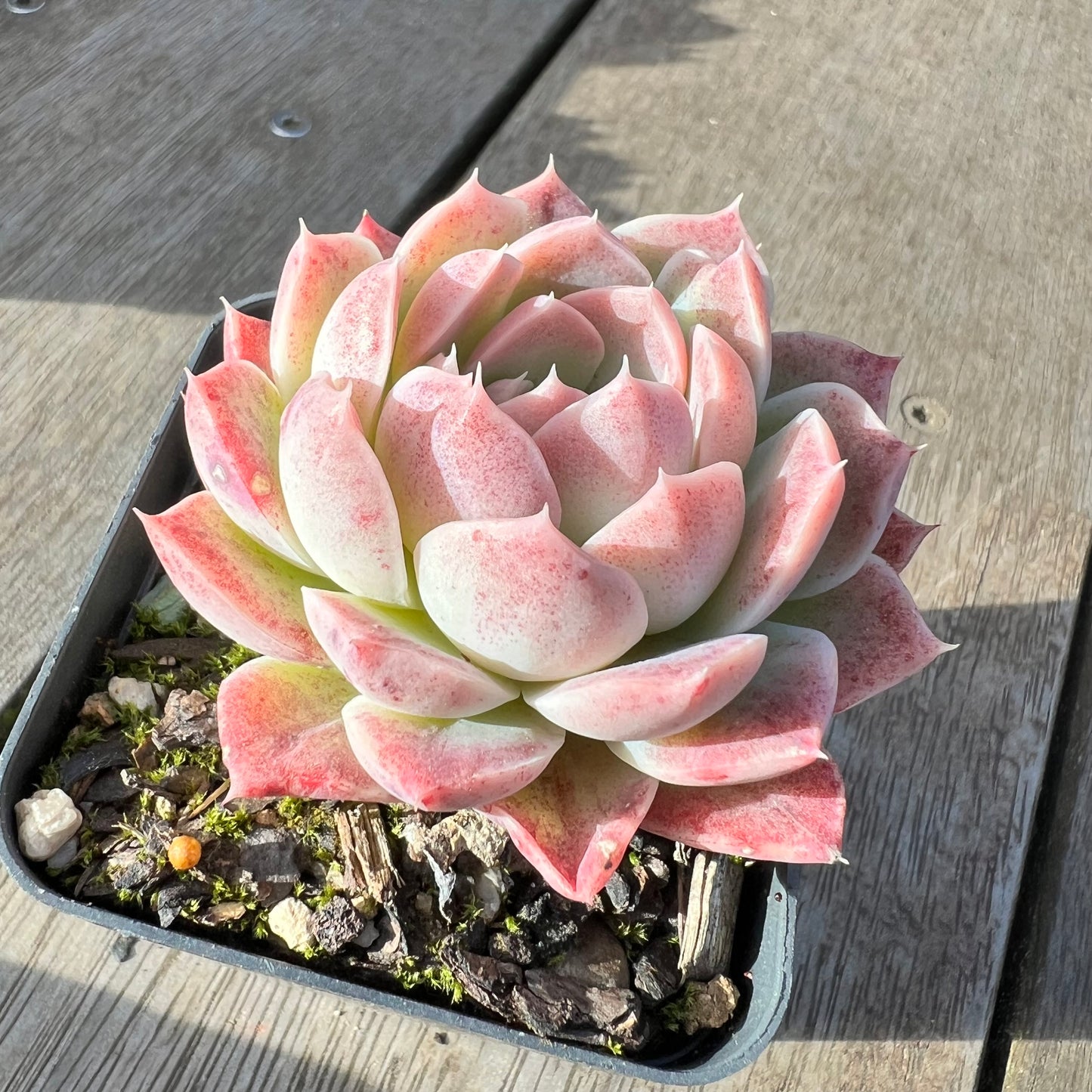 2008 Echeveria 'Strawberry Smoothie'