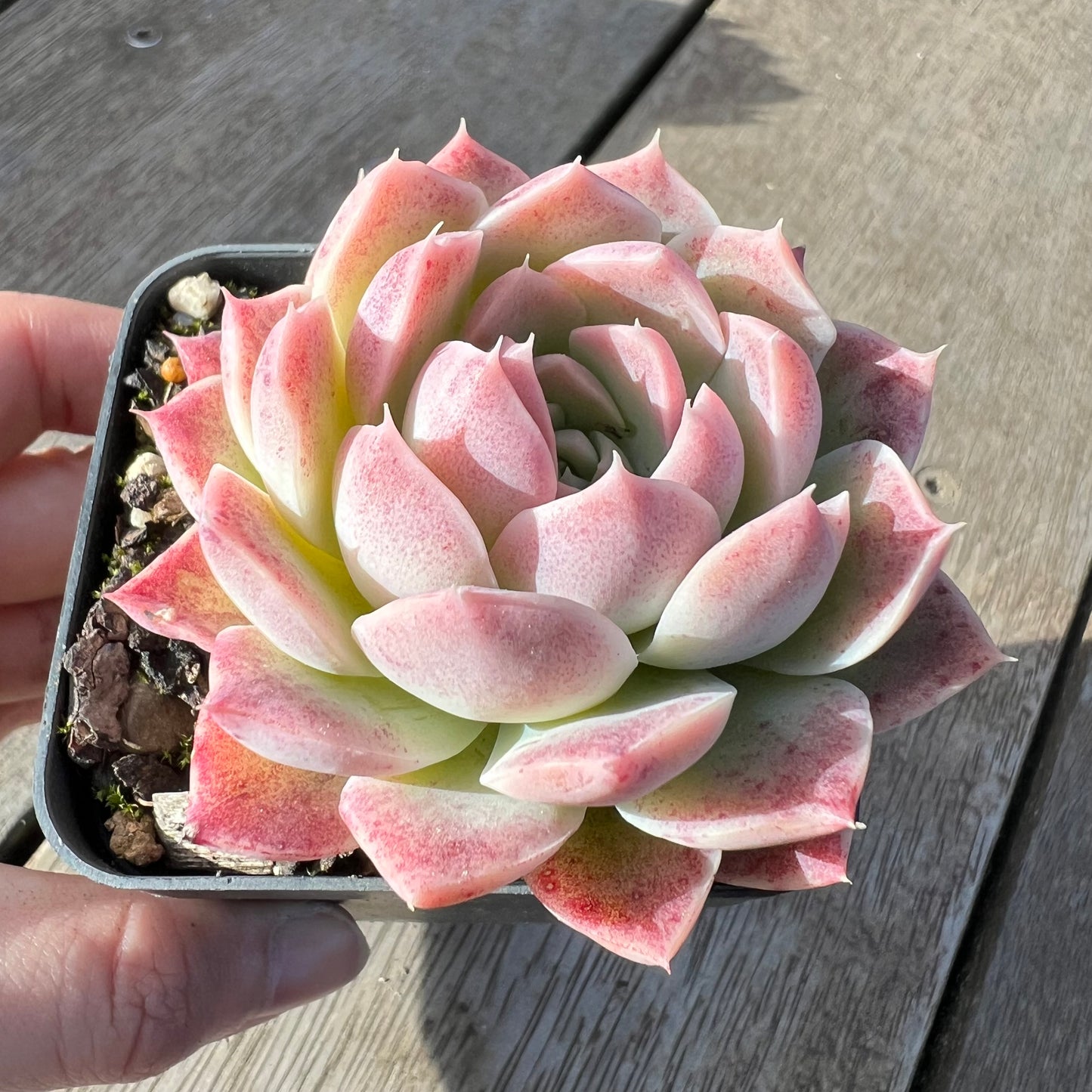 2008 Echeveria 'Strawberry Smoothie'