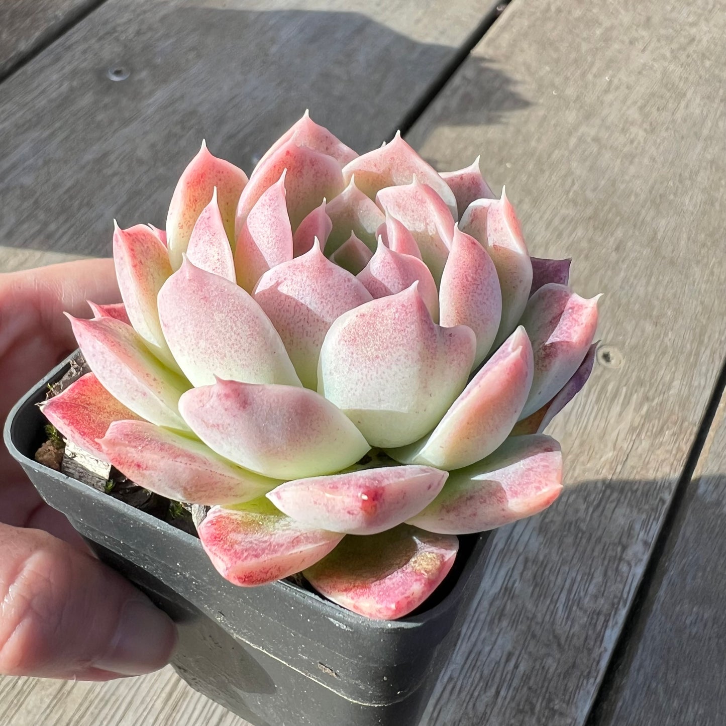 2008 Echeveria 'Strawberry Smoothie'