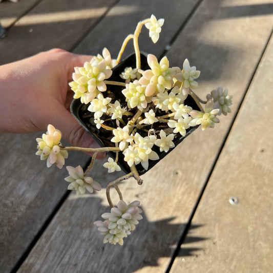 2008 Graptopetalum Mirinae Variegated