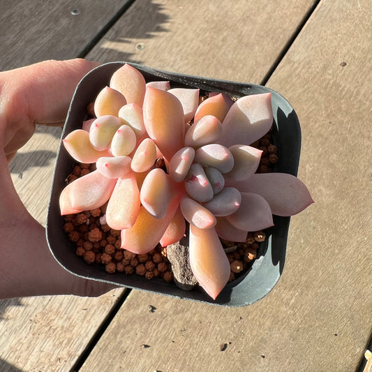 2008 Graptoveria Orange Sherbet