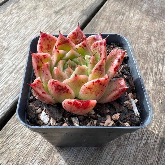 Echeveria 'Elizabeth' Korean Form