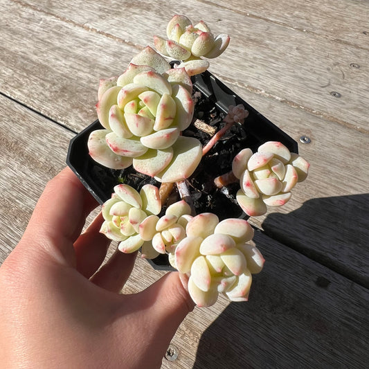 2105 Sedeveria Vanilla Bis(clump)