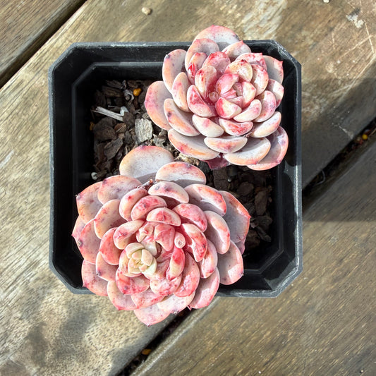 2110 Echeveria Amanda