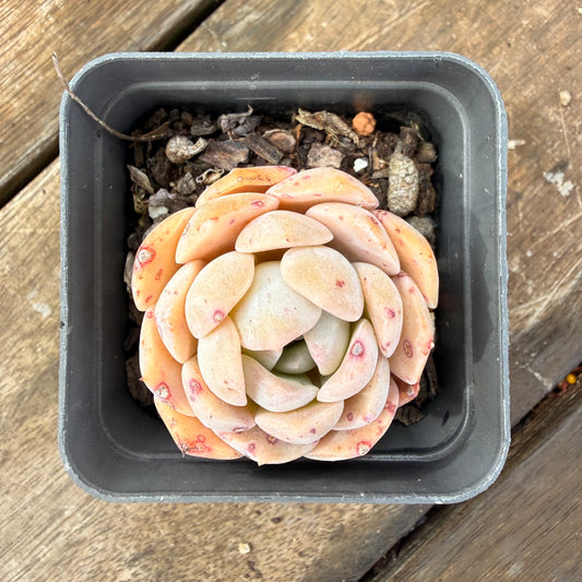 2110 Echeveria 'Amazing Grace'