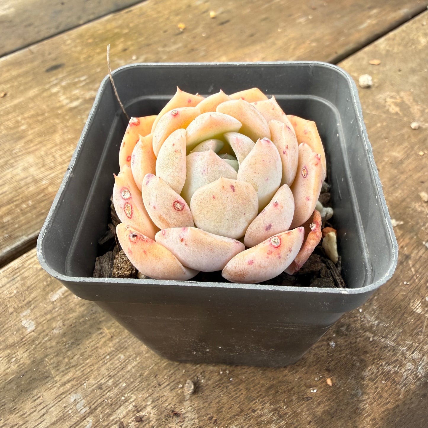 2110 Echeveria 'Amazing Grace'