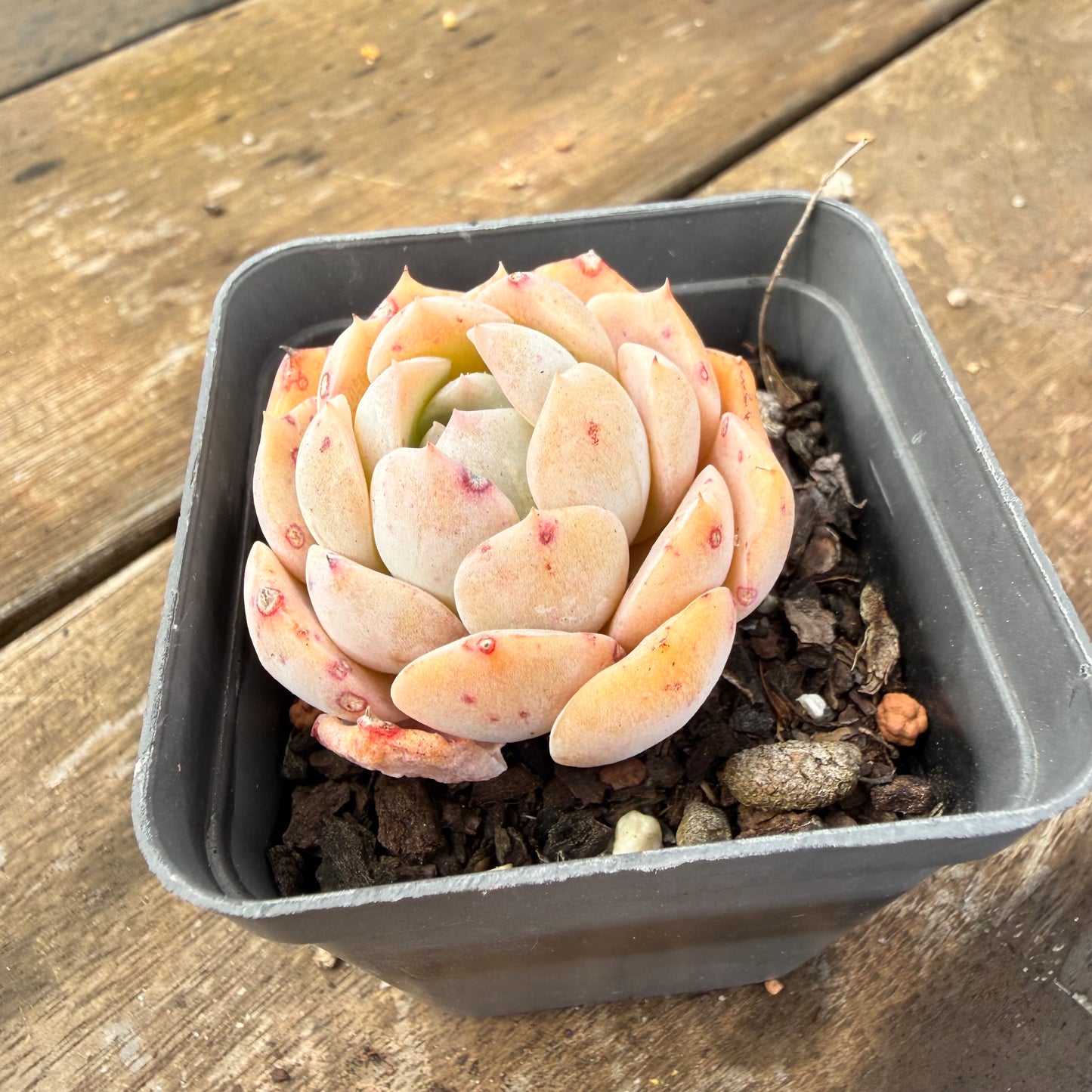 2110 Echeveria 'Amazing Grace'