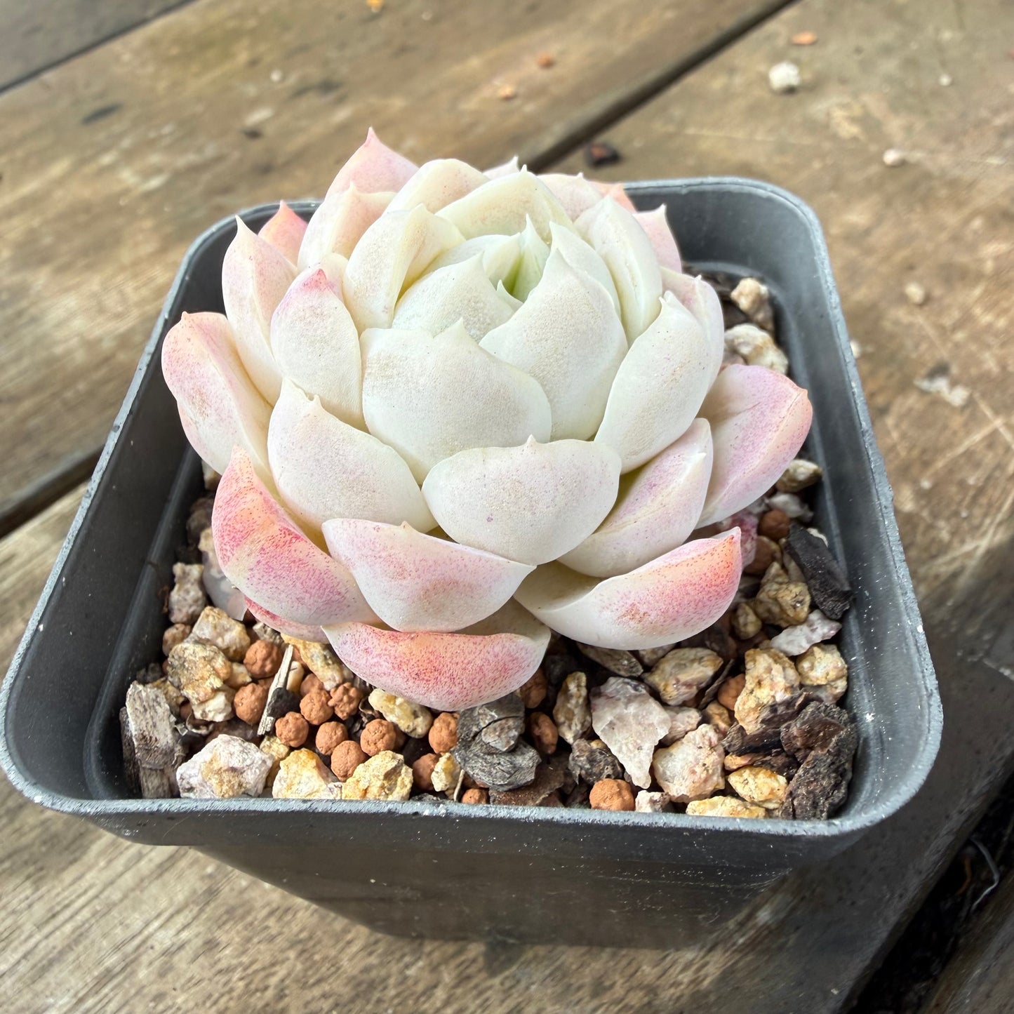 2110 Echeveria elegans 'Alba' (korean form)