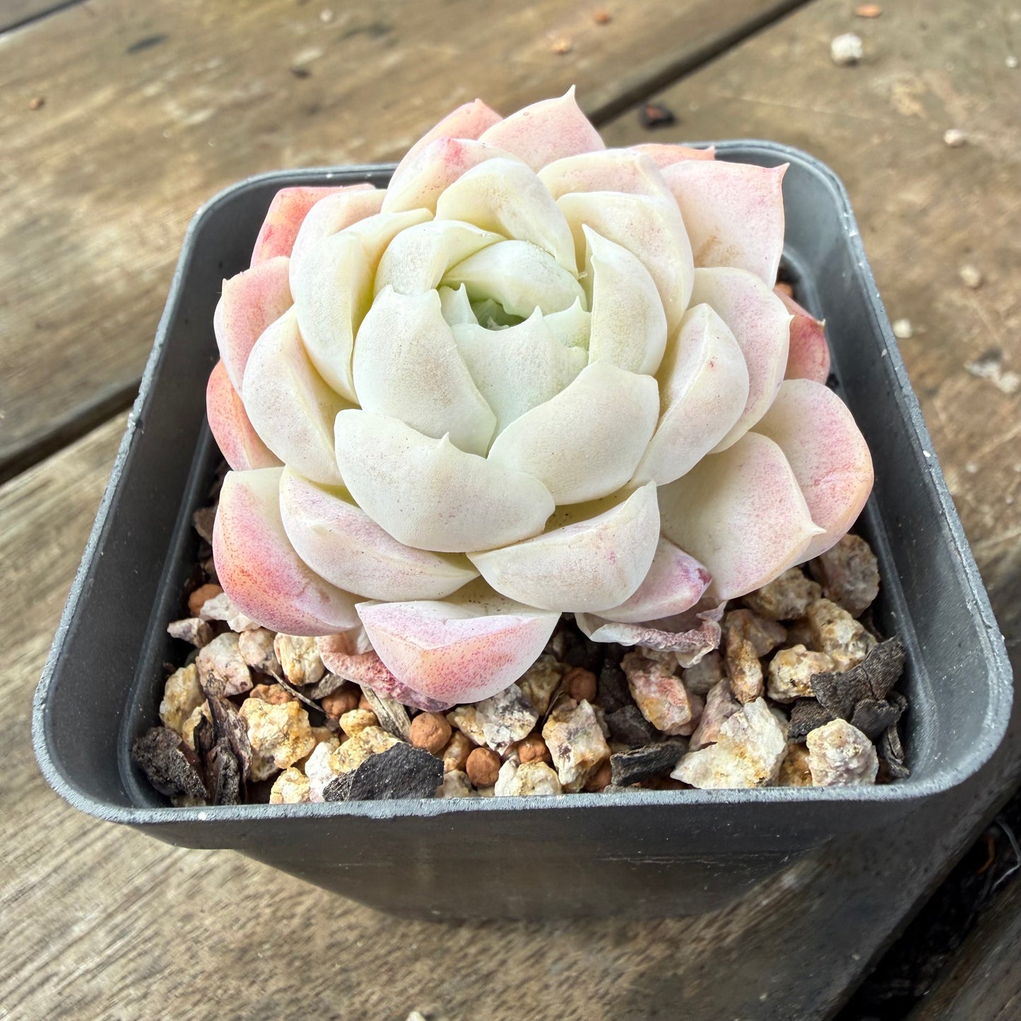 2110 Echeveria elegans 'Alba' (korean form)