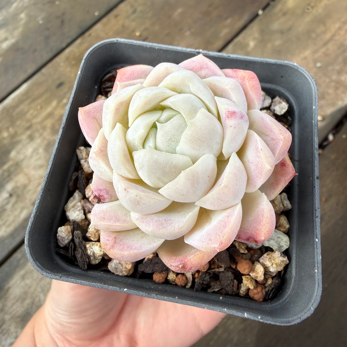 2110 Echeveria elegans 'Alba' (korean form)